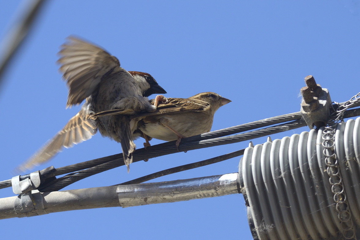 Passeri domestici in copula